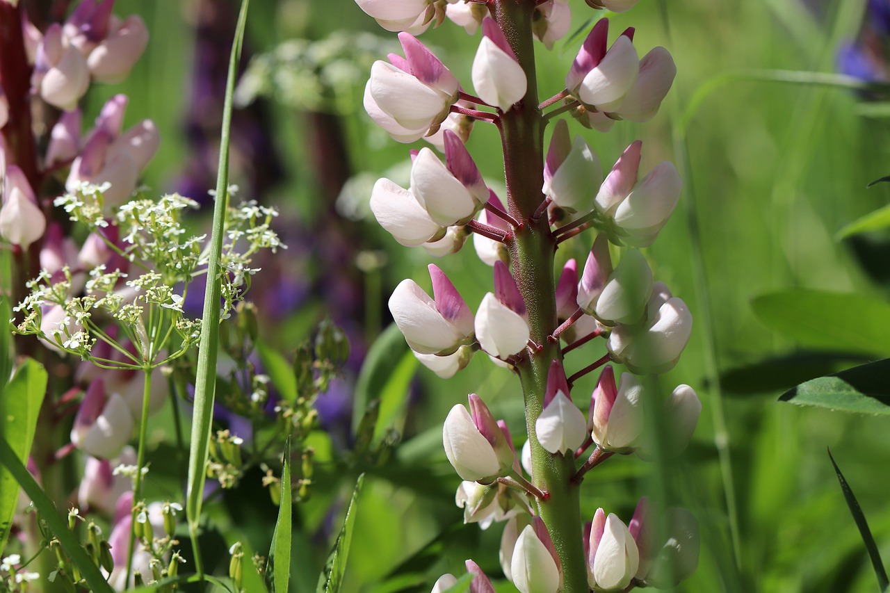 How to Create a Wildflower Meadow in a Small Yard